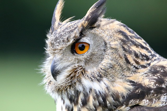wildlife