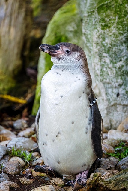 wildlife-640x480-21377184.jpeg