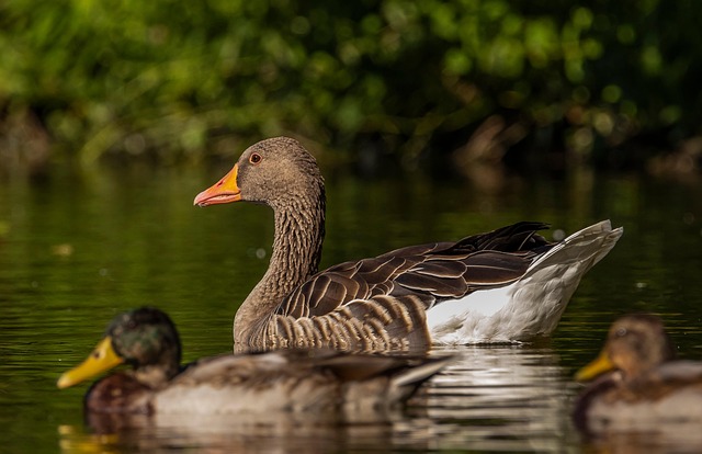 wildlife