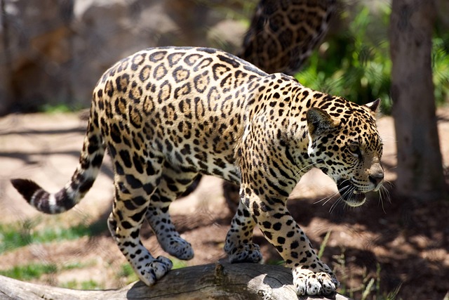 wildlife