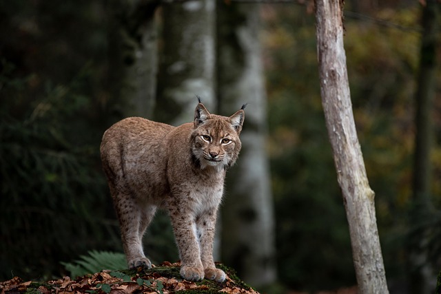 wildlife-640x480-2906755.jpeg