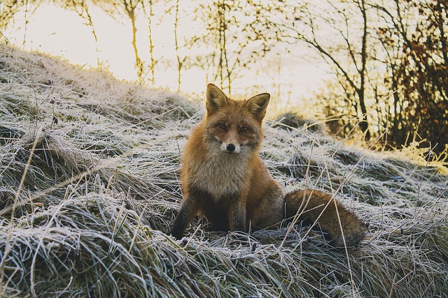 wildlife
