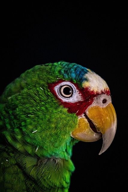 wildlife-640x480-32992290.jpeg