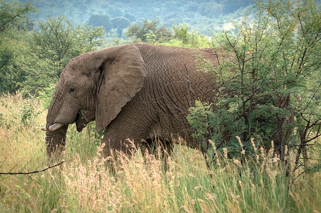 wildlife