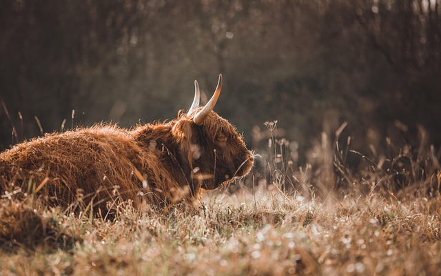 wildlife-640x480-4107888.jpeg