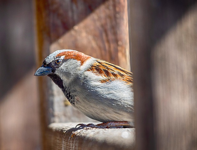 wildlife