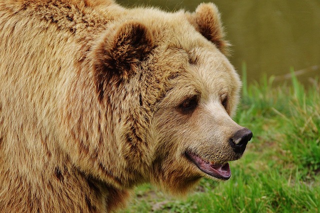 wildlife-640x480-44561241.jpeg