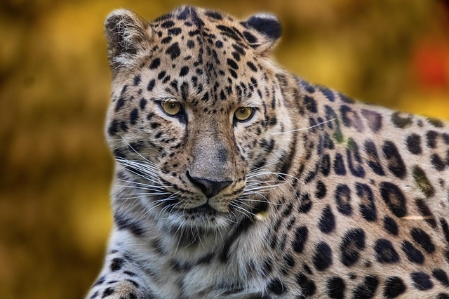 wildlife-640x480-47460586.jpeg