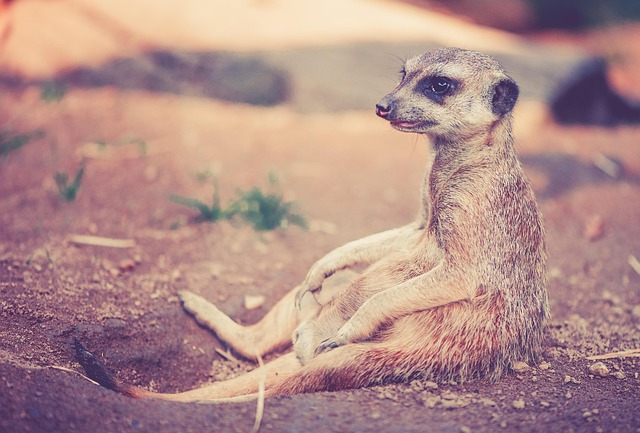 wildlife