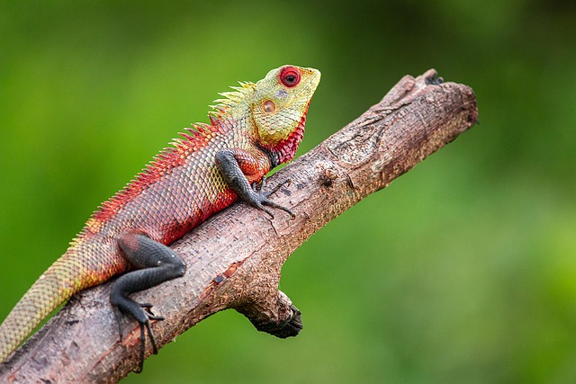 wildlife
