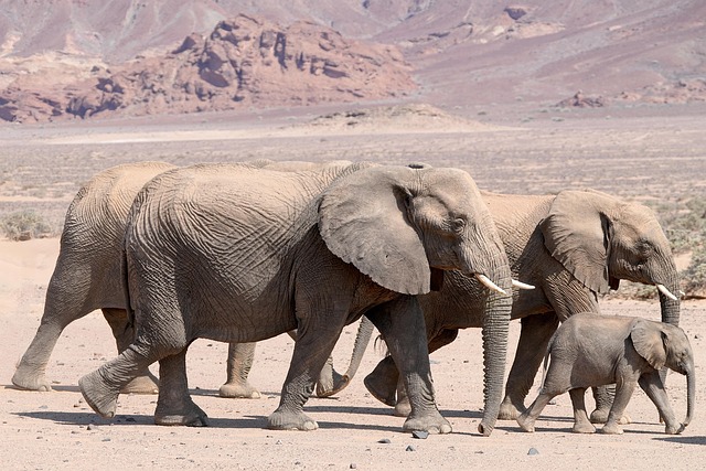 wildlife