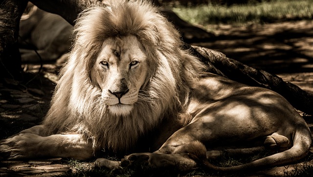 wildlife