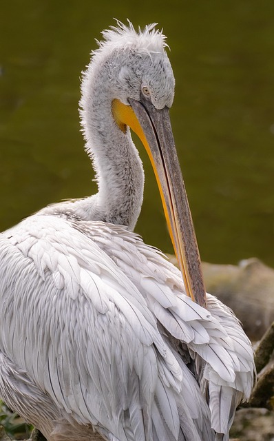 wildlife