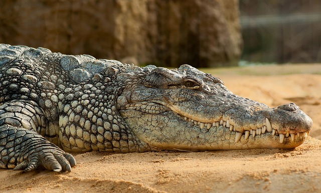wildlife