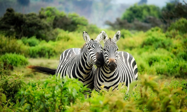 wildlife
