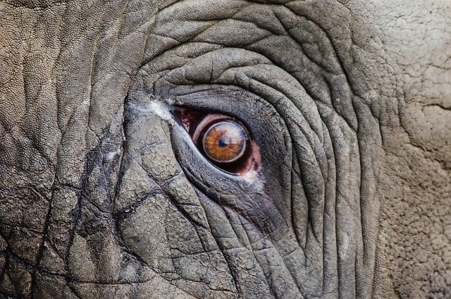 wildlife