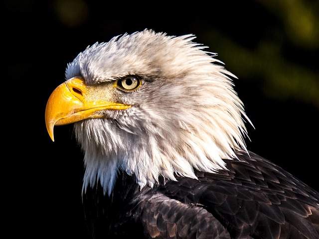 wildlife-640x480-75837244.jpeg
