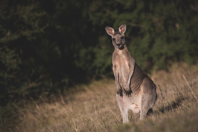 wildlife