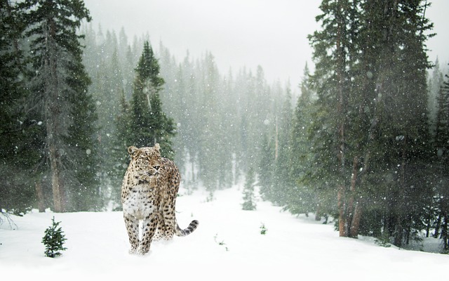 wildlife