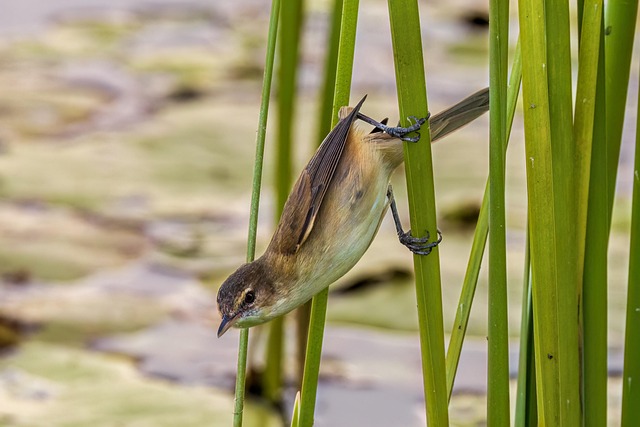 wildlife