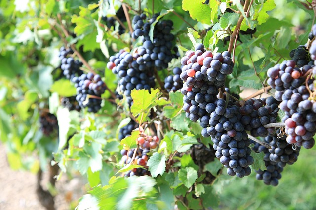 winery