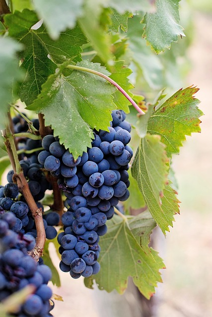 winery