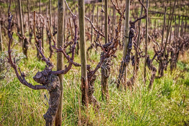 winery