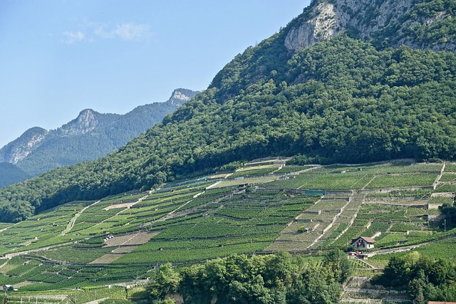 winery