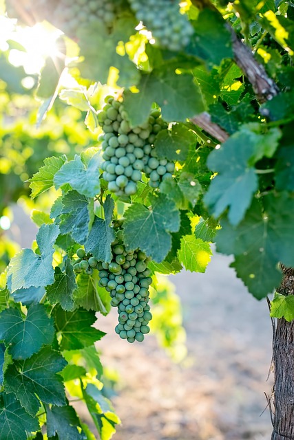 winery