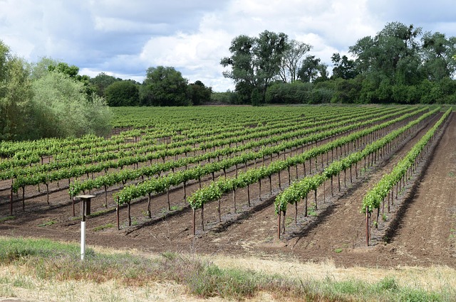 winery