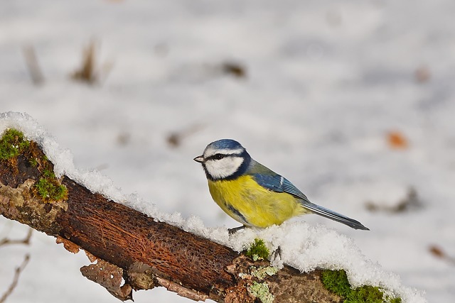 winter