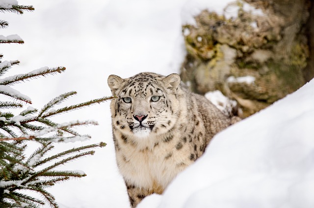 winter-640x480-66062708.jpeg