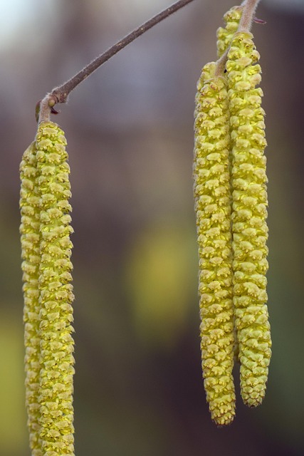 allergy