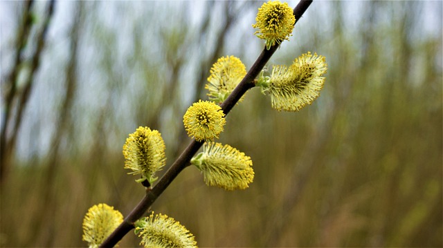 allergy