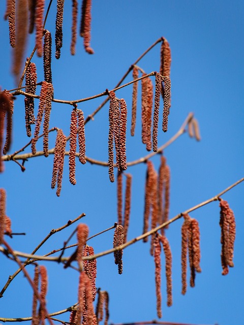 allergy