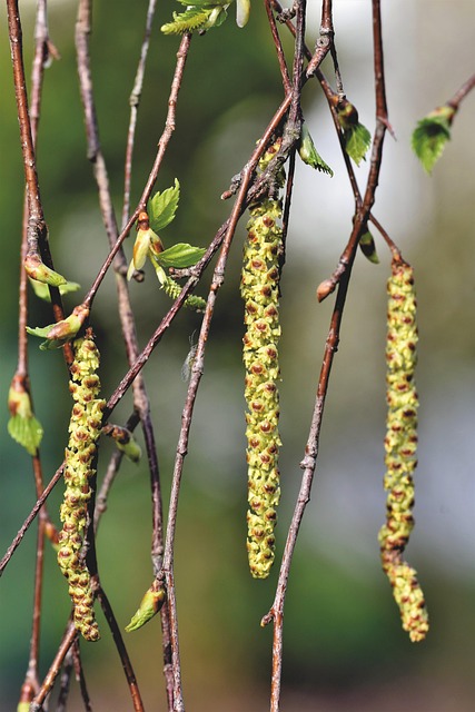 allergy