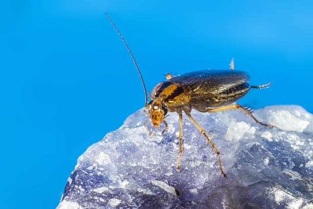 Mold Exposure: Understanding Allergic Reactions and Poisoning Signs