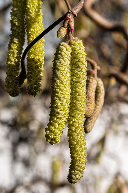 allergy