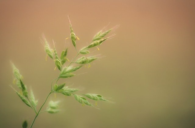 allergy