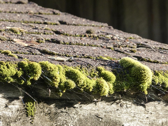 Asphalt Shingle