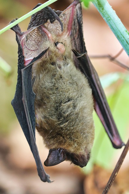bat