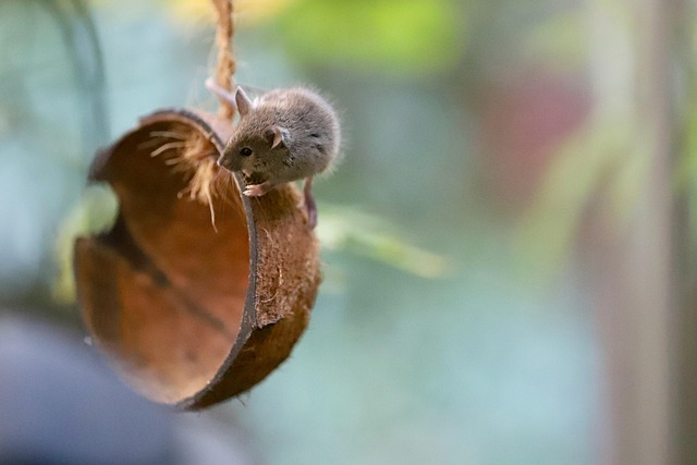 bat