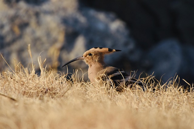birds-640x480-11516980.jpeg