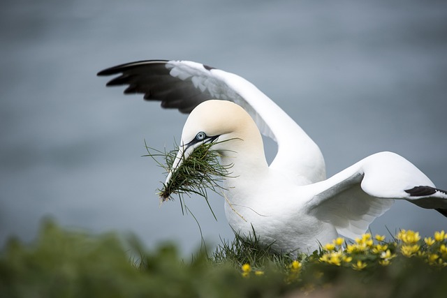birds