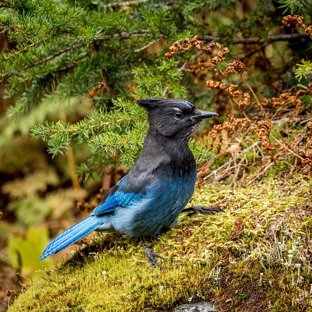 birds