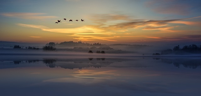 birds