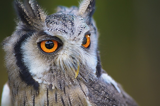 birds-640x480-6579662.jpeg