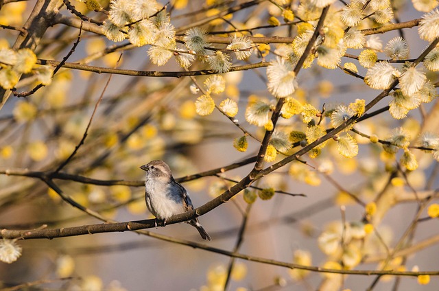 birds