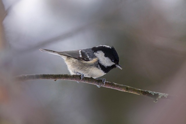 birds