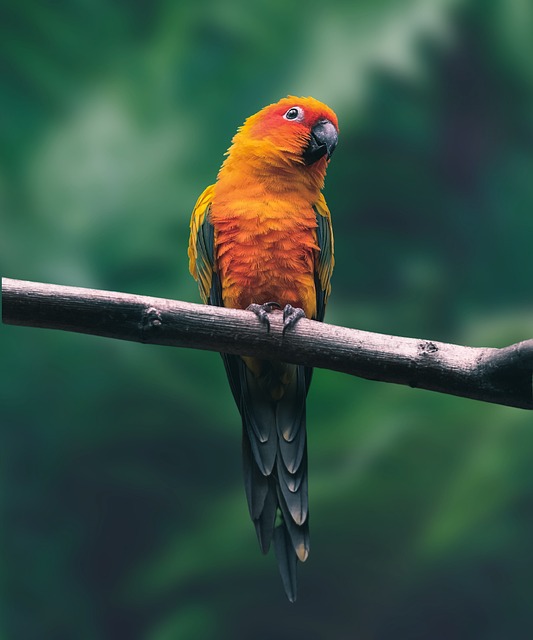 birdwatching